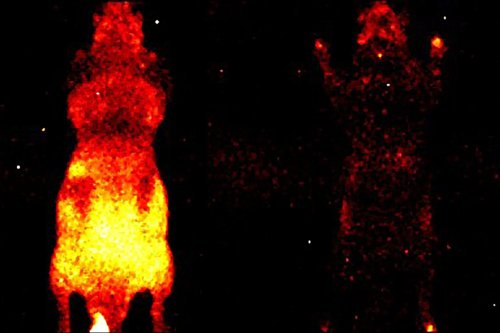 Living Creatures Cast a Faint Aura That Stops at Death, Study Suggests