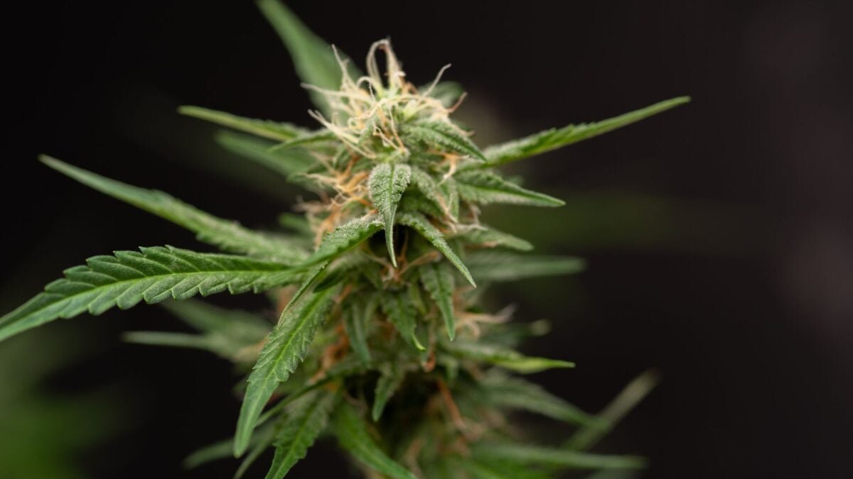 'Smoke Weed and Earn Bitcoin' with This Vape Pen in Our Increasingly Dystopian Nightmare