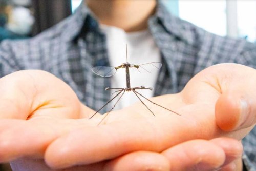 This Tiny Robot Is Part Bee, Part Crane Fly—and It Finally Has Solid Legs