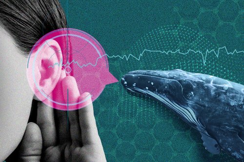 AI Is Deciphering Animal Speech. Should We Try to Talk Back?