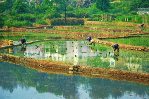 Cancer-Causing Arsenic Is Building Up in the World's Rice