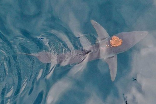 A Real-Life Sharktopus: Scientists Capture Footage of Octopus Riding Shark's Back