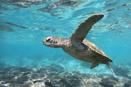 Good News! Endangered Sea Turtle Populations May Be Recovering