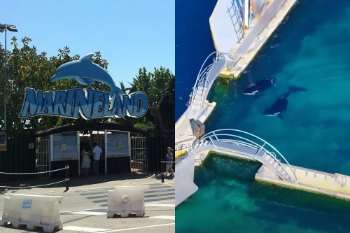Video Shows Orcas Left Behind in Algae-Filled Tanks Months After French Park Shut Down