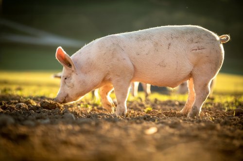 First-Ever Transplant of Pig Liver Into Human Marks Milestone in Organ Science