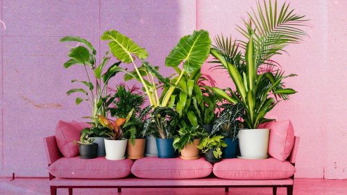 8 Tips to Keep Your Plants Thriving, According to Plant Whisperers