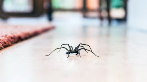 Spinnen vertreiben: Die 5 besten natürlichen Hausmittel, um Spinnen tierfreundlich fernzuhalten – ohne sie zu töten