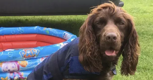 TRNSMT 2019 - here's how Police Scotland dogs are keeping cool as the sun shines at Glasgow Green