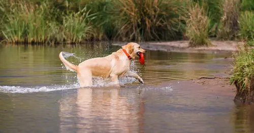Dog owners warned over hidden summer danger as warm weather continues