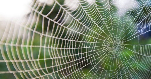 Glasgow Council giant spider warning as residents urged not to kill 'friends'