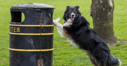 Clydebank litter picking pup wins national award for tidying up local area