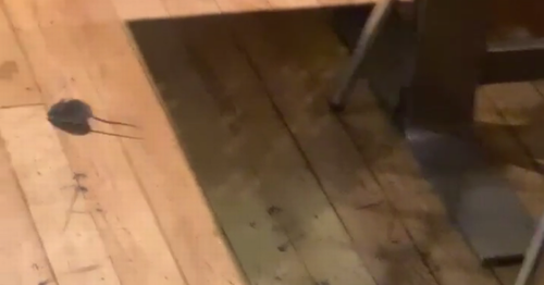Mouse filmed scurrying around tables at Glasgow cafe before it was ordered to close