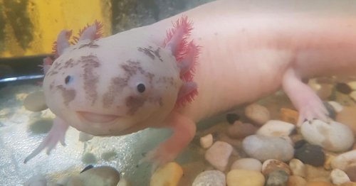 M D S Unveils Baby Pink Axolotls The Mexican Walking Fish With The Cutest Smile Flipboard