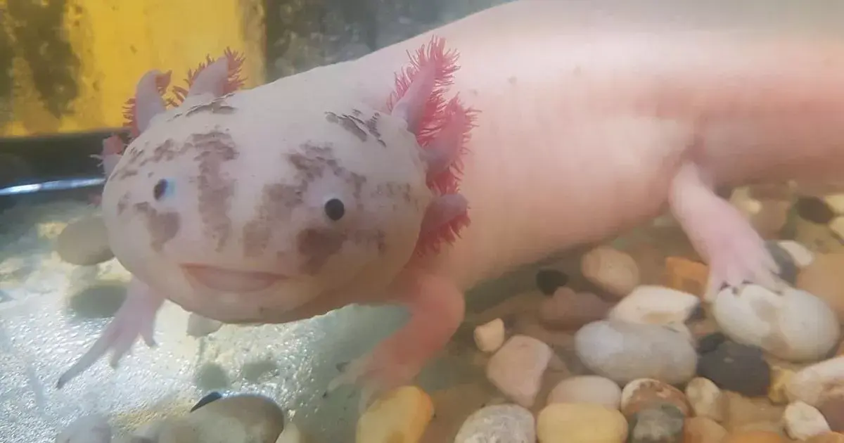 M D S Unveils Baby Pink Axolotls The Mexican Walking Fish With The Cutest Smile Flipboard