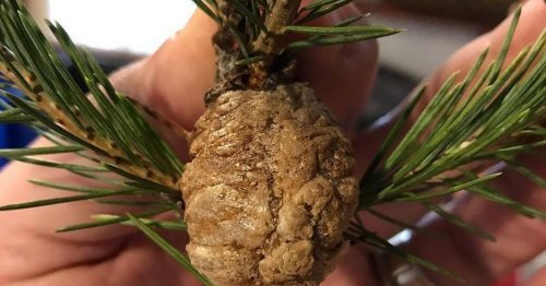 Christmas tree warning as people urged to check for clump containing 'hundreds' of insect eggs