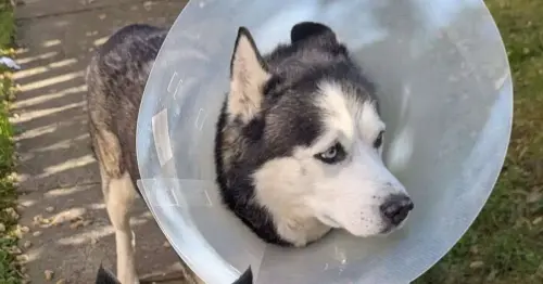 Bishopbriggs dog's throat 'ripped out' after trying to protect collie from XL Bully attack