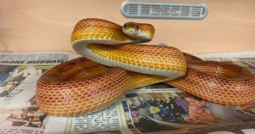 Homes appeal for seven 'overlooked' snakes who have spent nearly 1,000 days in care