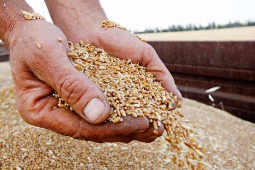 Британія готує програму, яка буде розпізнавати вкрадене в України зерно