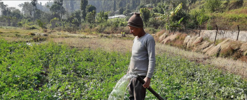 Climate-Smart Farming in Rural Nepal Eases Pressure to Migrate