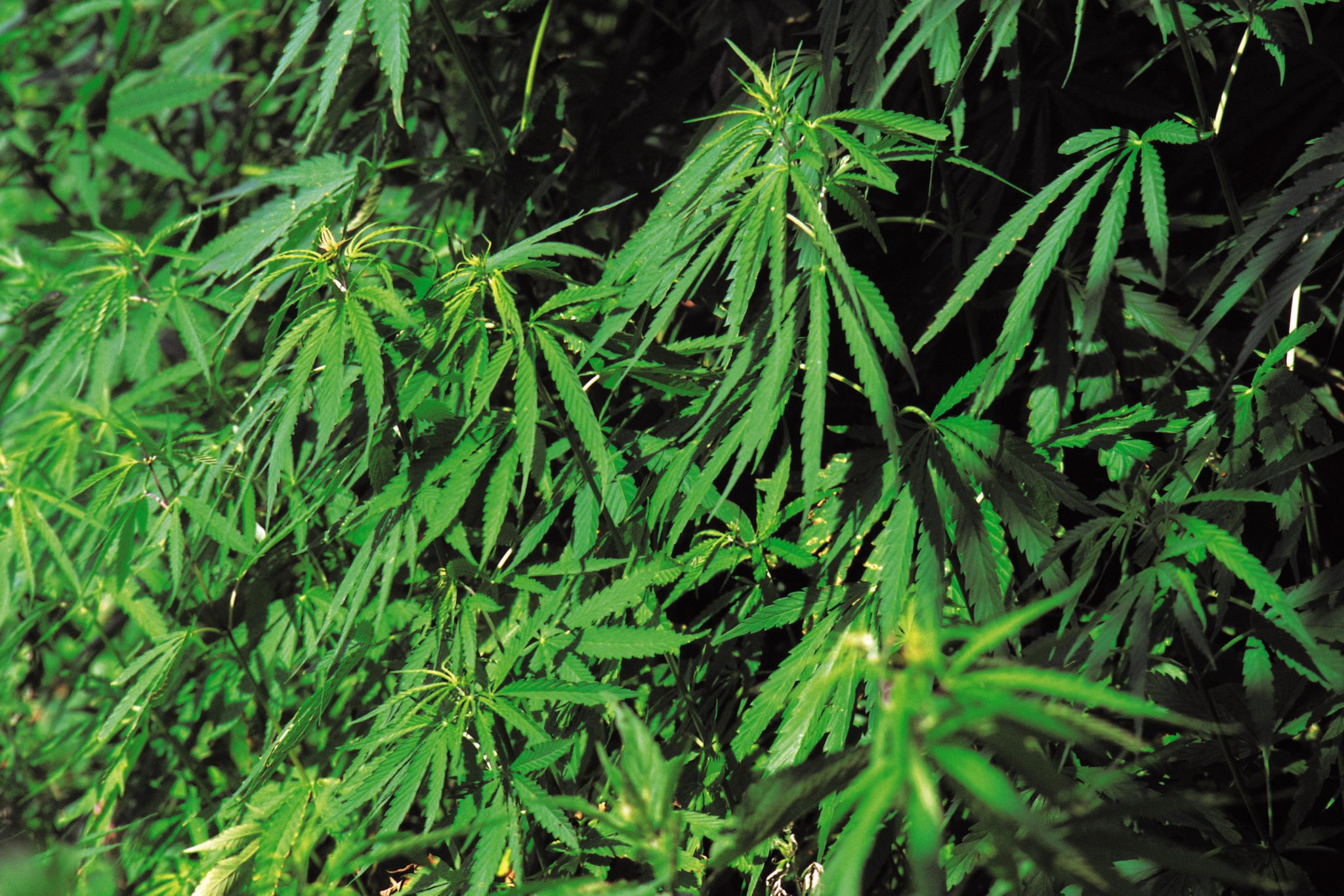 New York City's First Medical Marijuana Dispensary Is Finally Open