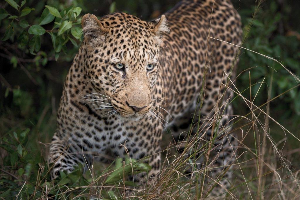 Kenya’s wildlife tourism: A casualty of COVID gets a lifeline