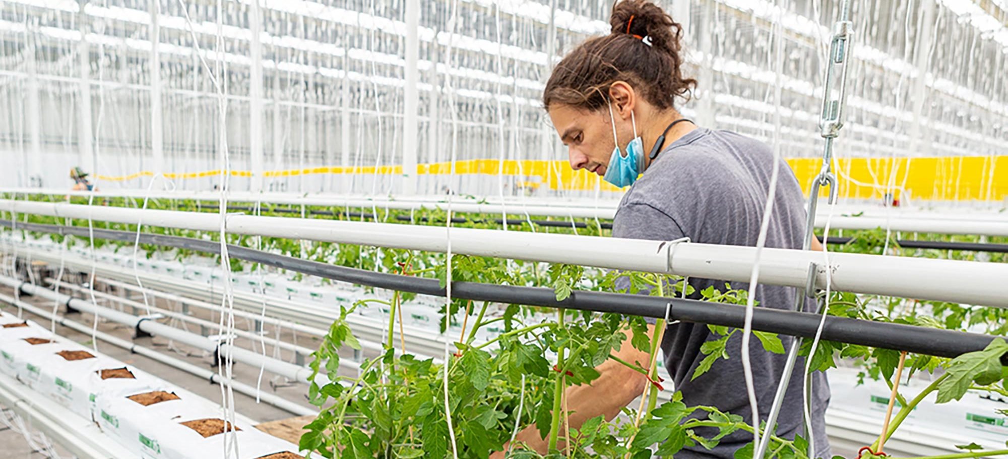 Sustainable Rooftop Greenhouses: The Future of Urban Agriculture