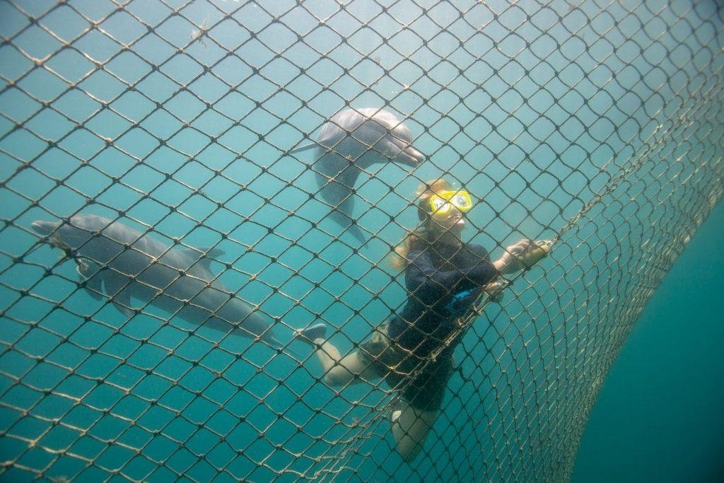 News: Bali hosts the first centre to return captive dolphins to the wild  GLOBAL HEROES MAGAZINE