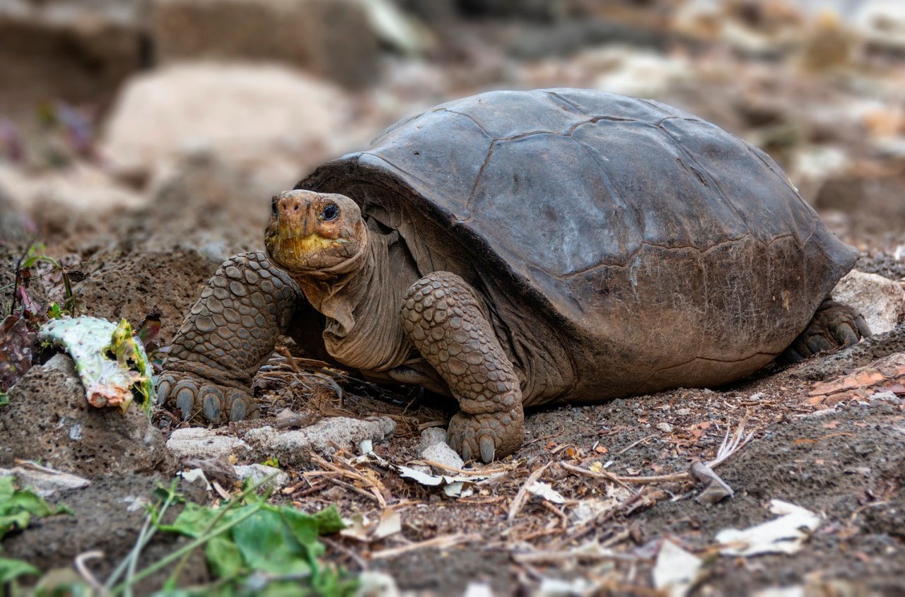 A turtle considered extinct 100 years ago in Galapagos is still in existence says Ecuador