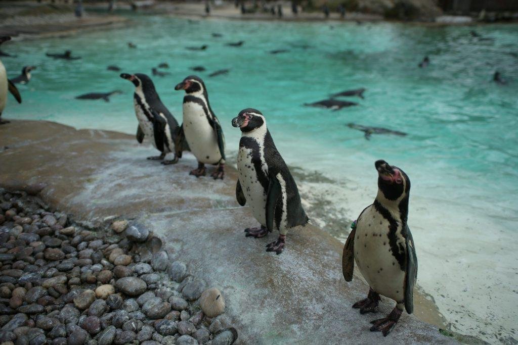 News: Finding love among the gay penguins at London Zoo  GLOBAL HEROES MAGAZINE
