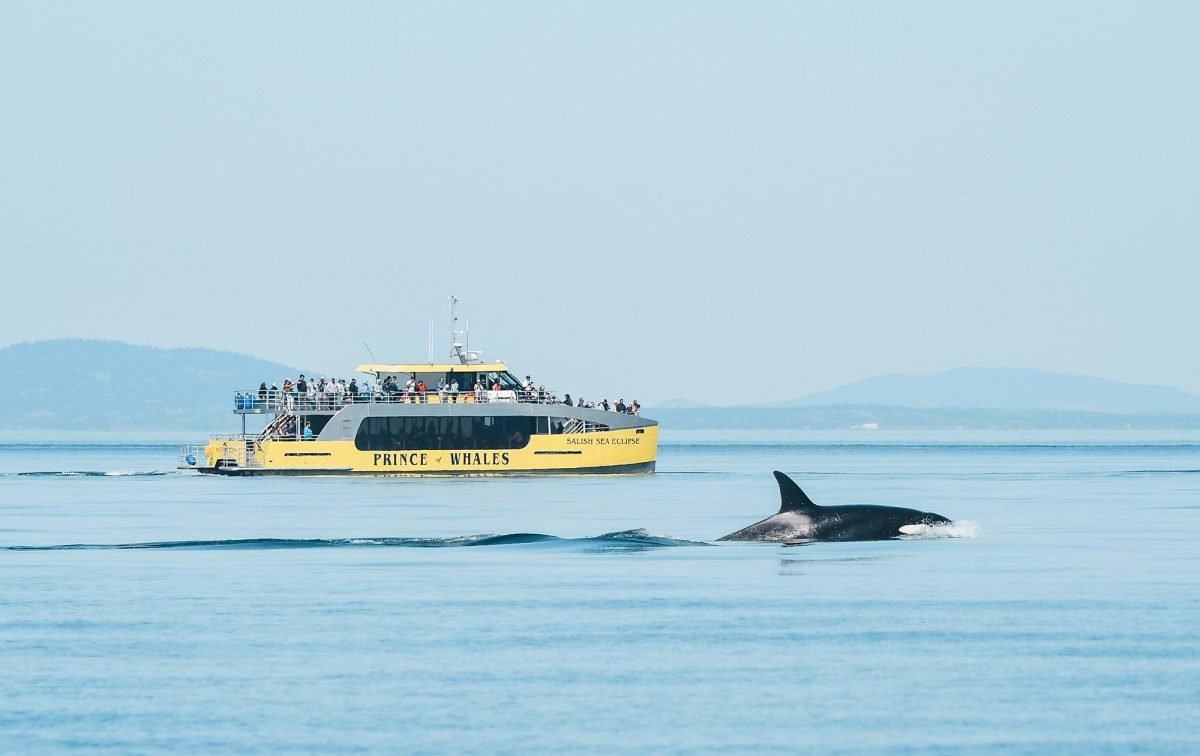 Prince of Whales: Setting Sail for Adventure and Conservation
