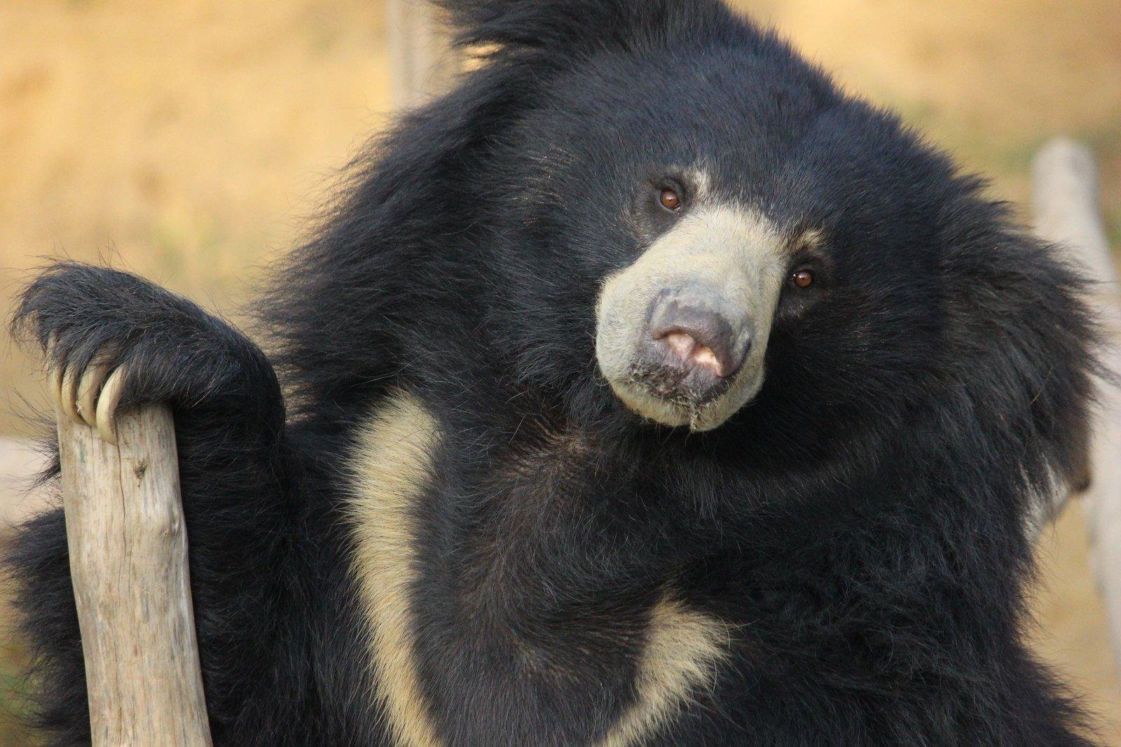 News: Breaking tradition: The path to saving India’s sloth bears  GLOBAL HEROES MAGAZINE