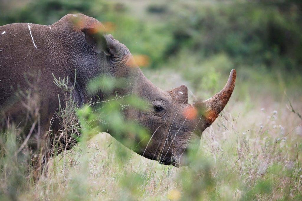 Namibia sees steady downward trend in rhino and elephant poaching