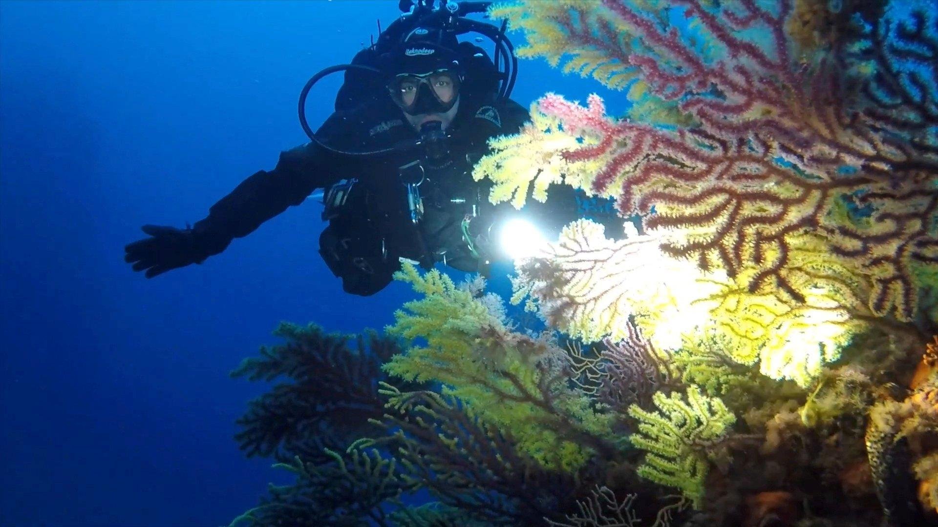 News: Mediterranean marine life flourishes during lockdown  GLOBAL HEROES MAGAZINE