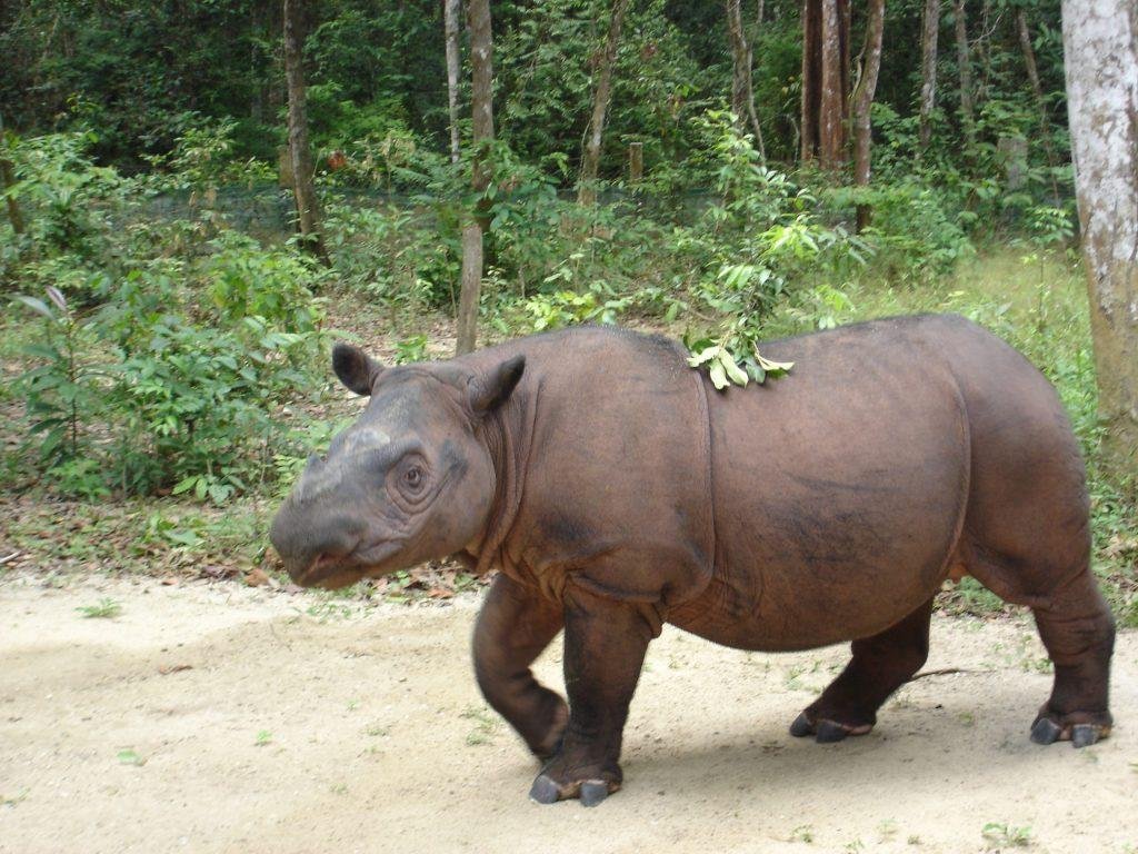 News: Back from the dead? Stem cells give hope for revival of Malaysia's extinct rhinos  GLOBAL HEROES MAGAZINE