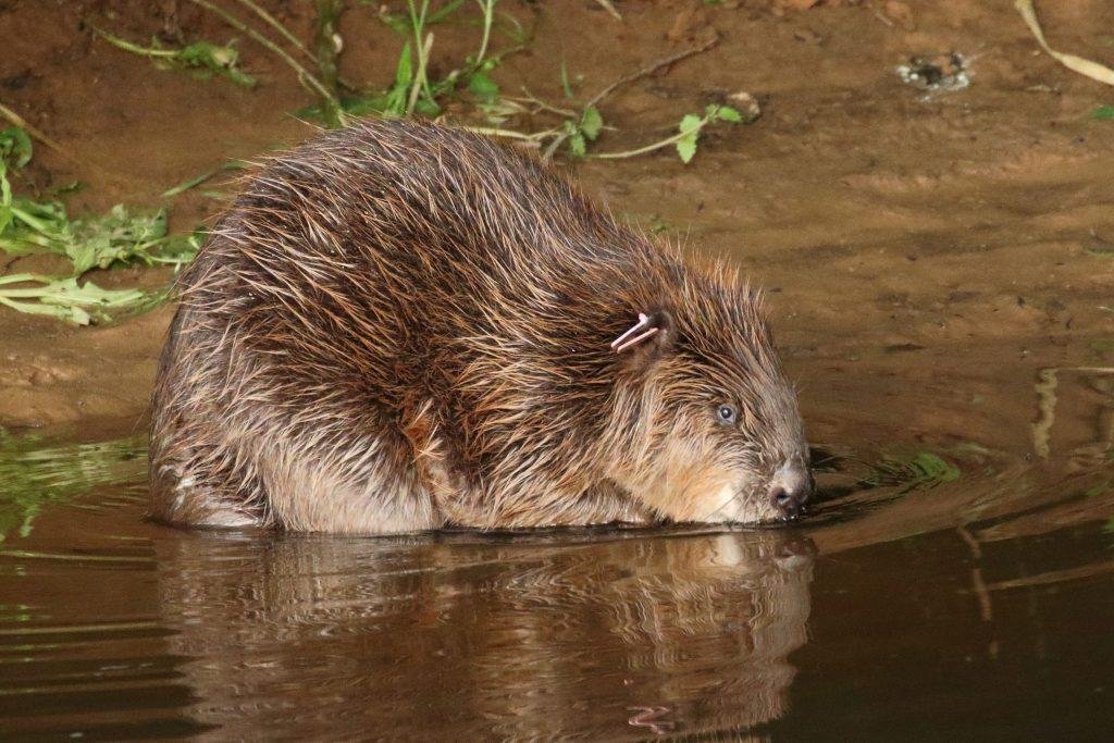 News: After 400 years, beavers allowed back in the wild in England for good  GLOBAL HEROES MAGAZINE