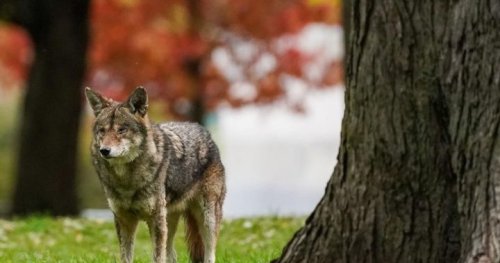 ‘Too close for comfort’: Burlington coyote attacks likely result of feeding by humans