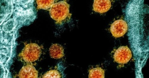 Mutation could significantly increase coronavirus infection ability, study suggests