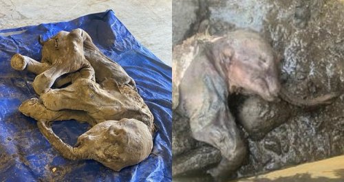 Mummified woolly mammoth calf discovered by gold miners in Yukon