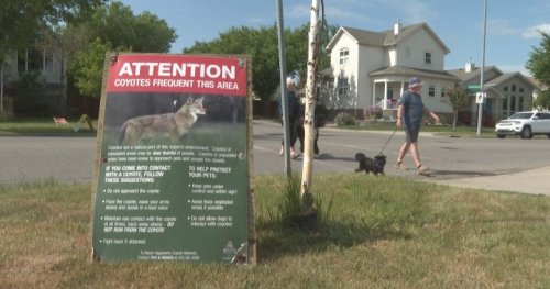 Coyotes reported by residents in west Lethbridge neighbourhood