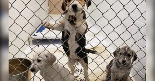 Princeton, B.C., woman ordered to pay $250k for care of seized, neglected animals