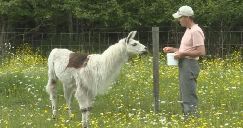 Shuswap Llama Sanctuary raises funds to buy forever home