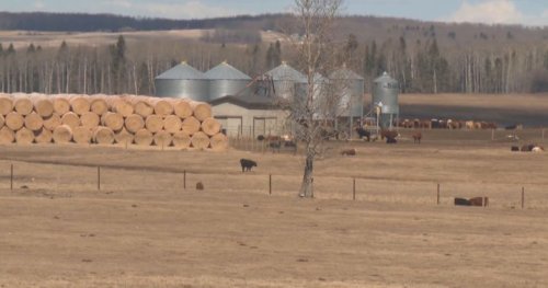 Community to meet to discuss proposed feedlot near popular Alberta lake