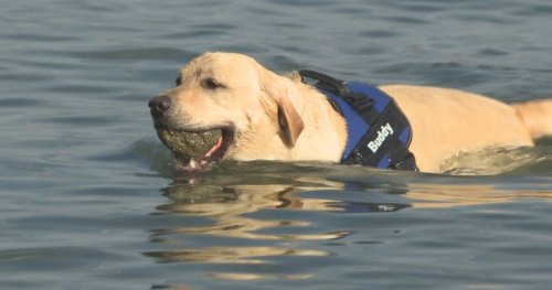 ‘Buddy the Diving Dog’: Okanagan dog learns how to dive underwater for rocks