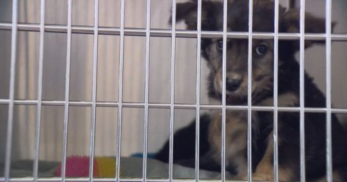 Alberta Animal Rescue Crew Society reaches capacity of rescue animals, pauses intake