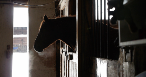 Equine therapy a growing trend in treating mental health issues