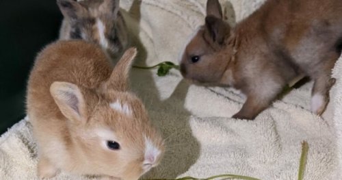 32 rabbits living in ‘filthy’ conditions rescued from downtown Vancouver home
