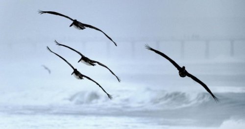 Toronto urges residents to cut night lights to save millions of migratory birds
