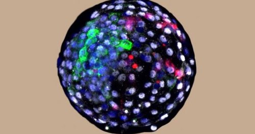 First-ever human-monkey hybrid created in ‘chimera’ embryo experiment