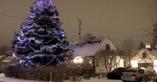 Help arrives for giant Dorval Christmas tree ruined by squirrels - Montreal | Globalnews.ca