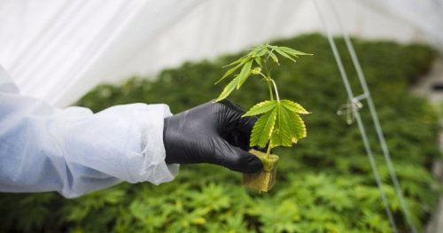 Ford government to overhaul how cannabis stores look in Ontario